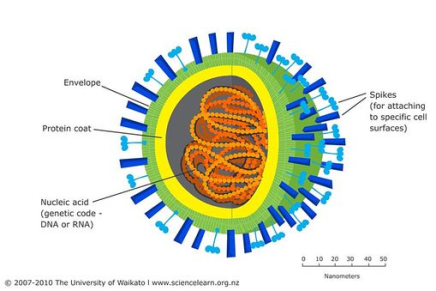 带包膜病毒结构 Envelope/Protein coat/Nucleic acid/Spikes