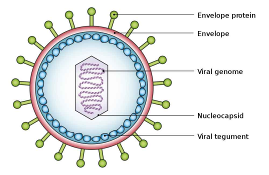 病毒结构 Envelope protein/Envelope/Viral genome/Nucleocapsid/Viral tegument