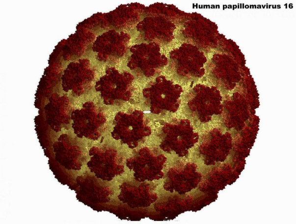 HPV16 红金衣壳 3D 渲染