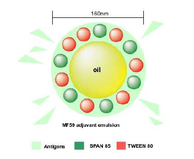 MF59 佐剂乳液结构图 Antigen/SPAN 85/TWEEN 80
