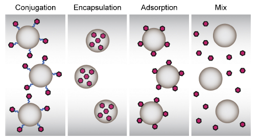 Conjugation/Encapsulation/Adsorption/Mix 4 种抗原偶联工艺